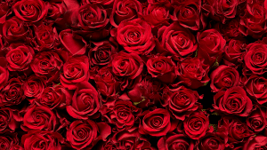 Image of a large bouquet of roses.